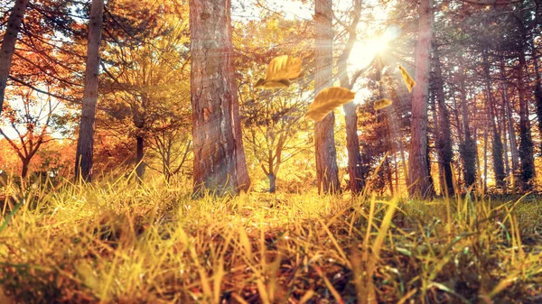 Herfstbomen Het Bos — Stockfoto