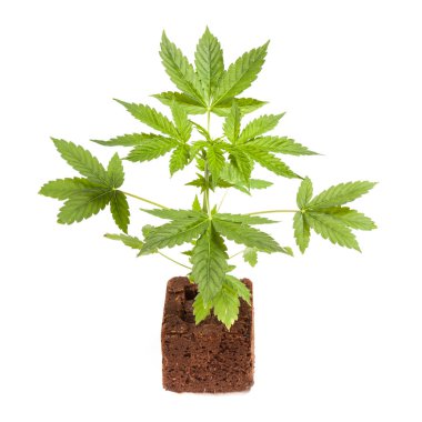 Kenevir bitki beyaz arka plan üzerinde