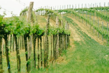 yeşil çimenler tarlada