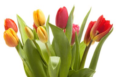 Beyaz arka plan üzerinde izole lale. Stüdyo vurdu.