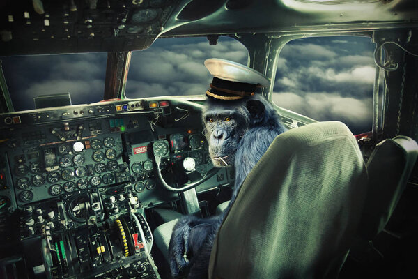 modern interior of plane and monkey as a pilot 