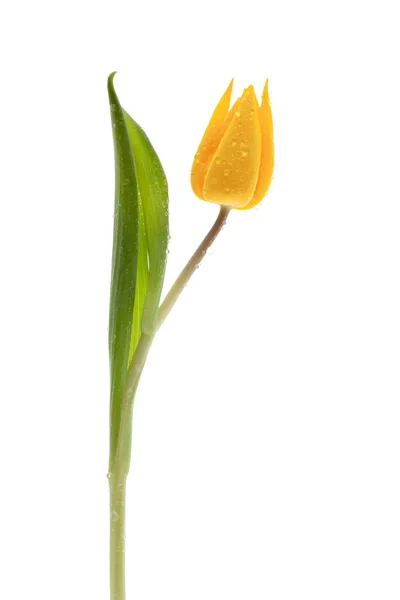 Egy Friss Tulipán Fehér Háttér — Stock Fotó