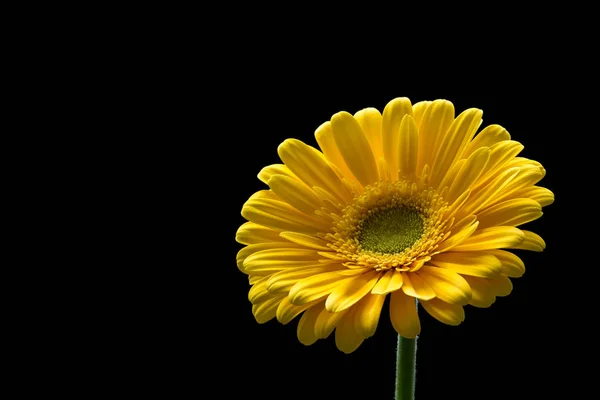 Yellow Flower Black Background — Stock Photo, Image
