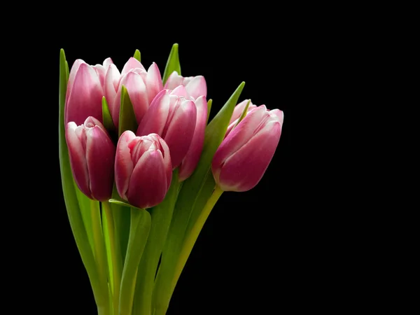 Hermoso Ramo Tulipanes Frescos — Foto de Stock