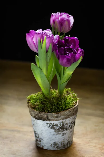 植木鉢の紫色の花 — ストック写真