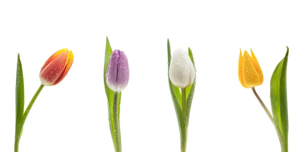 Tulipanes Coloridos Aislados Sobre Fondo Blanco — Foto de Stock
