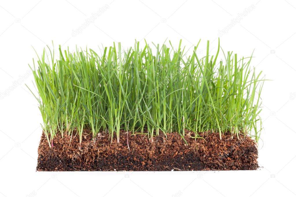 Cross-section of a green meadow isolated on white background