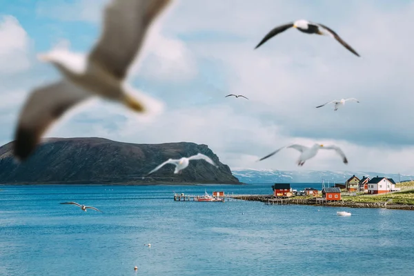 Panoramic aerial view of a nordic scandinavian scene with flying seagulls — Stock Photo, Image