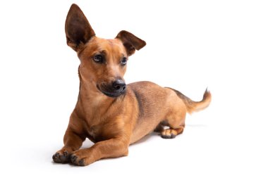 Genç ve küçük kahverengi köpek beyaz arka planda izole edilmiş. 1,5 yaşında, melez. Stüdyoda köpek, köpek okulu ve veteriner konsepti..