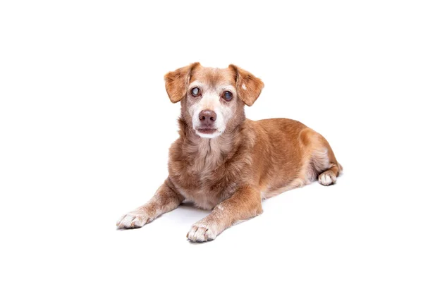 Gözlerinde katarakt olan kıdemli köpek beyaz bir arka plan üzerinde izole edilmiş. Stüdyoda Köpek, evcil hayvan sigortası ve veteriner kavramı.
