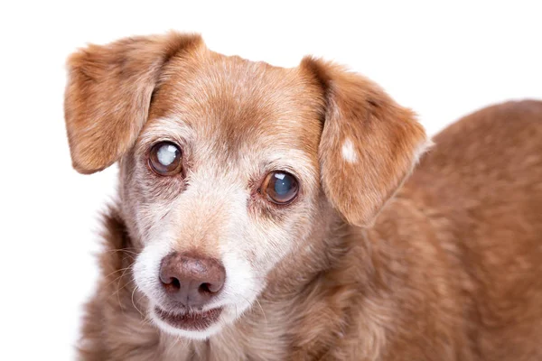 Gözlerinde katarakt olan kıdemli köpek beyaz bir arka plan üzerinde izole edilmiş. Stüdyoda Köpek, evcil hayvan sigortası ve veteriner kavramı.