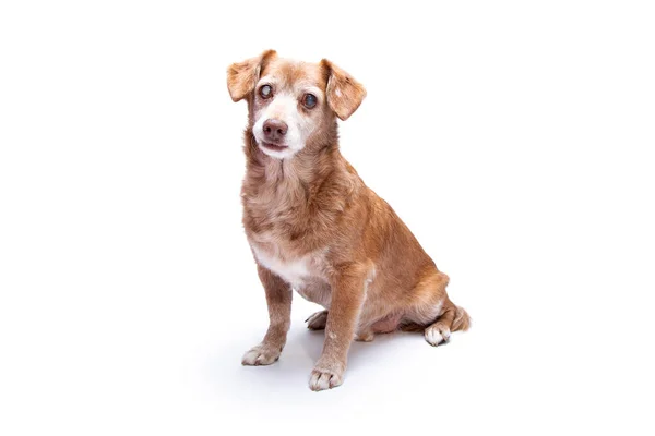 Gözlerinde katarakt olan kıdemli köpek beyaz bir arka plan üzerinde izole edilmiş. Stüdyoda Köpek, evcil hayvan sigortası ve veteriner kavramı.