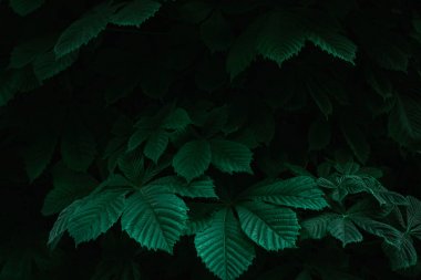 Gürgen ağacının taze yeşil yaprakları. Yeşil tasarım, çevre ve bahçe konsepti.