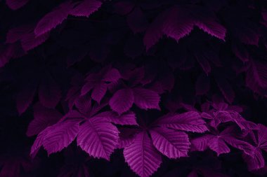 Macenta renkli soyut doğa sahnesi. Gürgen karanlık bir ormanda bırakır. Yaratıcı tasarım konsepti.