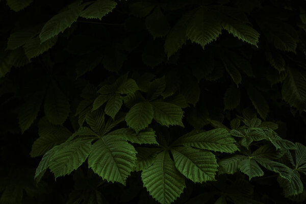 Fresh green leaves of the hornbeam tree. Green design, environment and gardening concept.