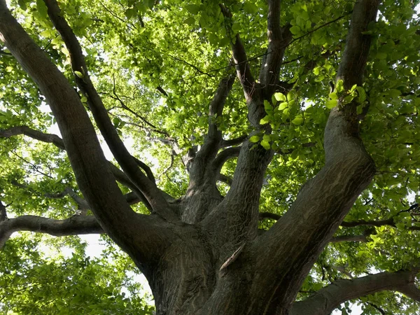 Stora Gamla Träd Med Gröna Blad Och Tjocka Grenar — Stockfoto