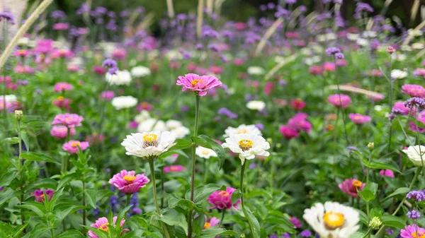 Idyllic landscape scene of garden flowers in a park. Gardening a Royalty Free Stock Images