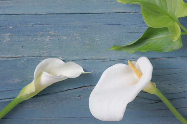 Calla zambak ve mavi renkli yapraklarda ahşap yaşları