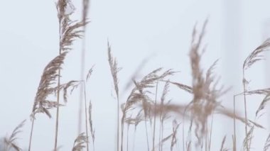 Kuru otlar rüzgarda sallanıyor