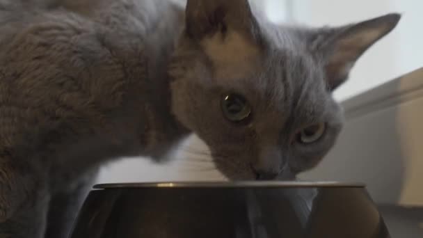 Серая кошка ест пищу из миски — стоковое видео
