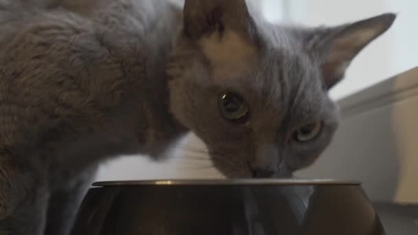 Graue Katze frisst Futter aus einer Schüssel — Stockvideo