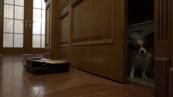 犬を打つロボット掃除機 — ストック動画