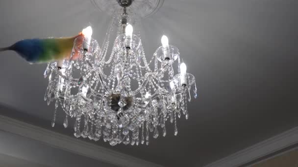 Cleaning lady dusting chandelier with feather duster — Stock Video