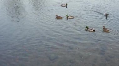 Nehre doğru dalış sektirmek yıkama
