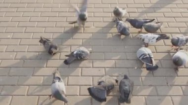 Kırıntıları güvercinler akın