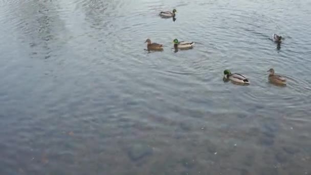 Ducks and drakes wassen in de rivier duiken — Stockvideo