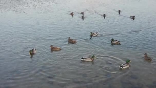 Patos e drakes nadam em um rio — Vídeo de Stock