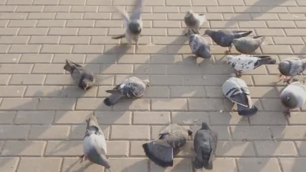 Tauben schwärmen zu Krümeln — Stockvideo