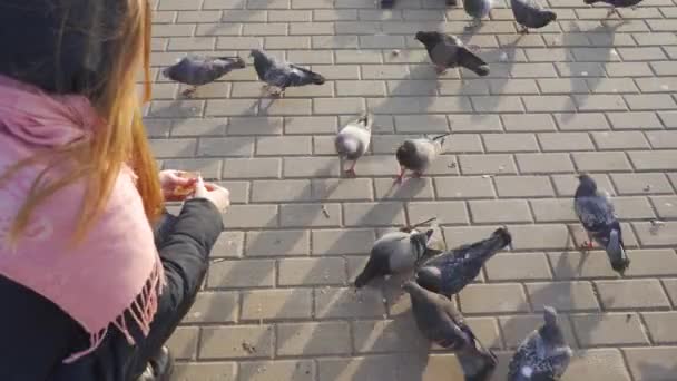 Young woman breaks cookies and feeds pigeons — Stock Video