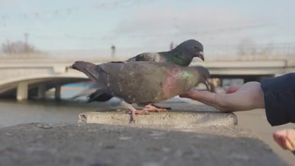 Un troupeau de pigeons mangeant des miettes des mains — Video