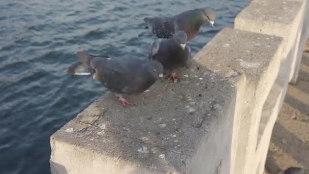 En flock duvor äta smulor från händerna — Stockvideo