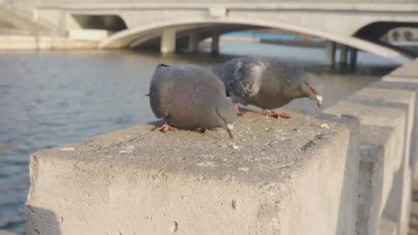 Περιστέρια τρώνε ψίχουλα στο φόντο του ποταμού — Αρχείο Βίντεο