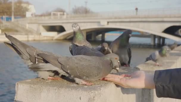 A nyáj, a galambok eszik a morzsákat a kezében — Stock videók