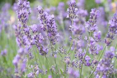 Güneş ışığı, lavanta çiçekleri