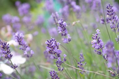 Güneş ışığı, lavanta çiçekleri