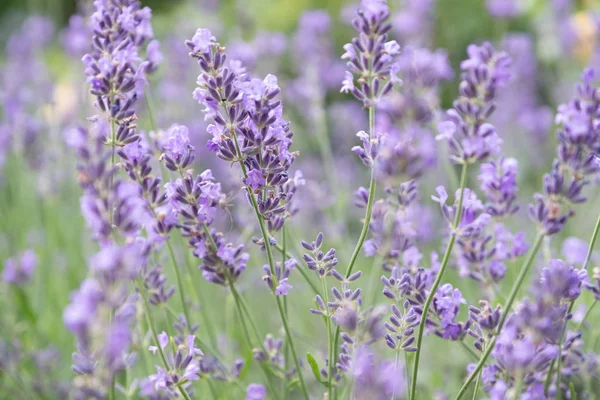 Güneş ışığı, lavanta çiçekleri