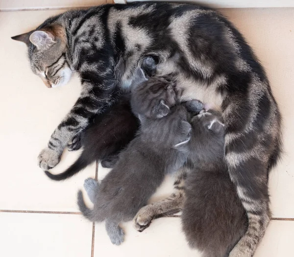 Yavru kedi anne kedi hemşirelik bebekler, yakın çekim — Stok fotoğraf