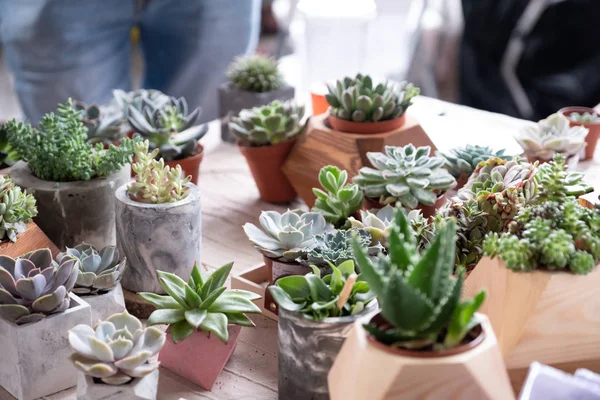 Különböző típusú mini kaktusz, zebra növény, echeveria zamatos a piacon — Stock Fotó