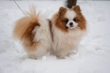 Güzel Alman Spitz köpek.