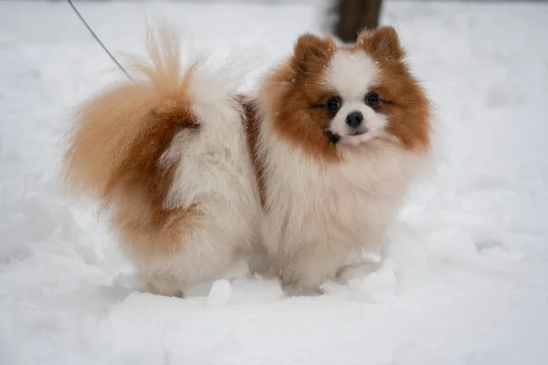 Mooie Duitse Spitz hond. — Stockfoto