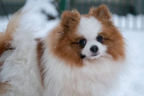 Bonito cão Spitz alemão . — Fotografia de Stock