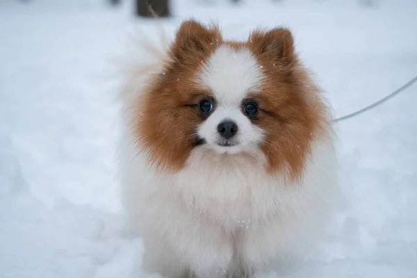 Mooie Duitse Spitz hond. — Stockfoto