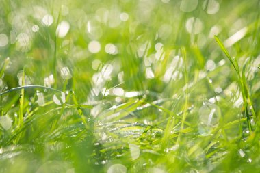 taze çiğ bahar çimenlerin üzerinde