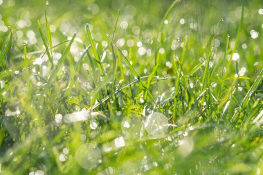 taze çiğ bahar çimenlerin üzerinde