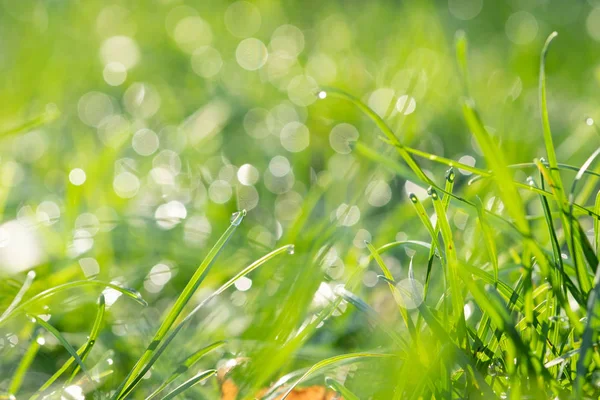 Čerstvé ranní Rosy na trávě na jaře — Stock fotografie