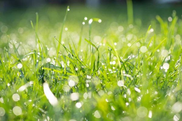 Rocío fresco de la mañana sobre hierba de primavera — Foto de Stock